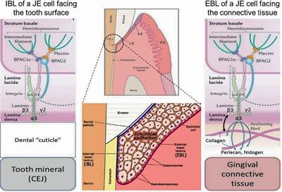 Role of junctional epithelium in maintaining dento-gingival adhesion and periodontal health